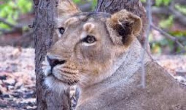 އަންހެނެއް ސިންގާއެއް ކަމަށް ޝައްކު ކުރެވޭ ޖަނަވާރެއް ހޯދަނީ