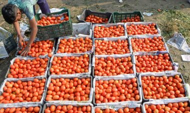 މަންމަގެ ހަދިޔާ- 10 ކިލޯގެ ޓޮމާޓޯ ސޫޓްކޭސްއެއް