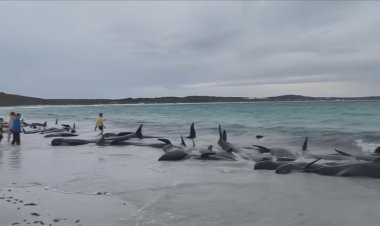 ގިނަ އަދަދެއްގެ ބޮޑުމަސް މަރުވެއްޖެ