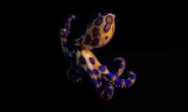 ހިނދުކޮޅެއްގެތެރޭ ވިހި މީހުން މަރާލާ ބޯވައެއް