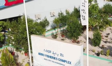 މަސްކިލޯއަކަށް 25ރ ނުދެވެނީ އެސްޓީއޯއިން މިފްކޯ ވަކިކޮށްލުމުން