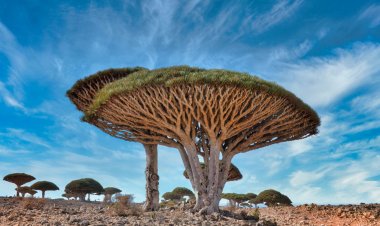 ސޮކޮޓްރާ ޖަޒީރާ: ދުނިޔެމަތީ ތަނެއްނޫން!