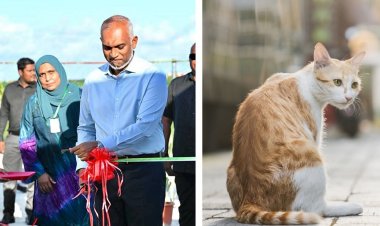މިނިކާބާޒެއްހެން އެ ޖަހައިގަތީ ކެޓްޝެލްޓަރ