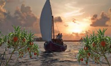 ނޫން ގޮތެއް ހޯދަން އުޅެވުނު ގޮތަކުން ދެ މޮހަނދުގެ ގޮއްޖެހުން!