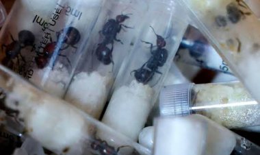 ހިނި ބޭރުކުރަން އުޅުނު މީހަކު ހައްޔަރުކޮށްފި