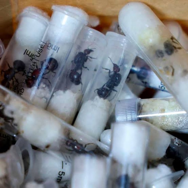 ހިނި ބޭރުކުރަން އުޅުނު މީހަކު ހައްޔަރުކޮށްފި