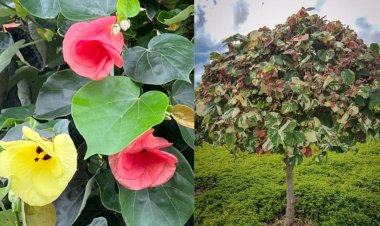 ދިއްގާ ގަހަކީ ކިހާވަރެއްގެ ގަހެއް