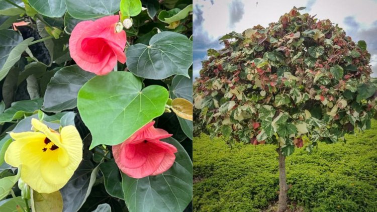 ދިއްގާ ގަހަކީ ކިހާވަރެއްގެ ގަހެއް